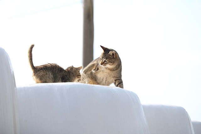 貓媽媽產后需要吃什么恢復？